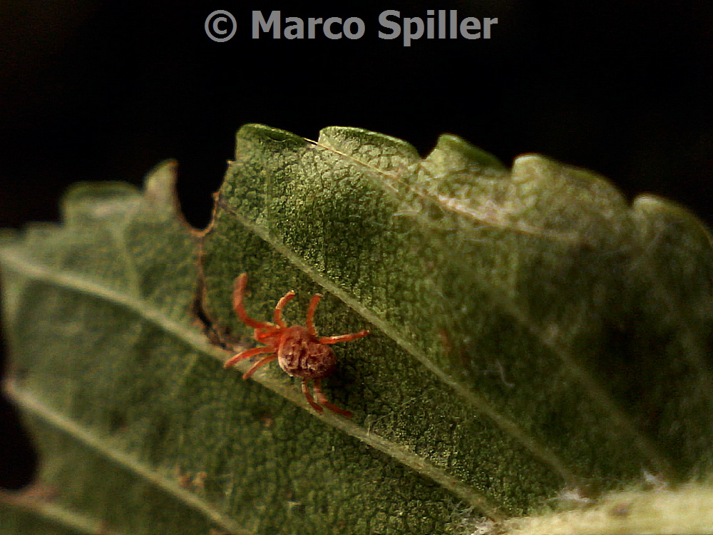 Ragnetto rosso da identificare: Trombididae - Milano
